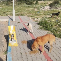 photo de livraison pour 4 Pattes Mogador