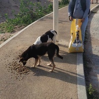 photo de livraison pour 4 Pattes Mogador