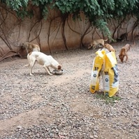photo de livraison pour Help Adopt Moroccan Animals