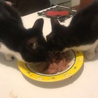 photo de livraison pour Pour l'Amour des Chats