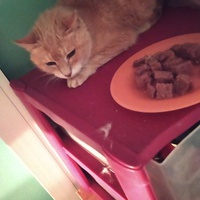 photo de livraison pour Protect Cat