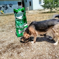 photo de livraison pour Beta Zajecar