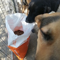photo de livraison pour Europe4strays