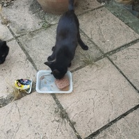 photo de livraison pour Cat Miaou