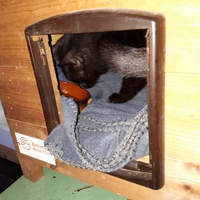 photo de livraison pour Contrôle & Protection des Chats Andréens