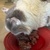 photo animal