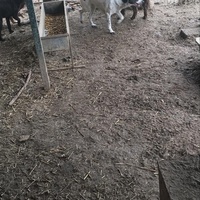 photo de livraison pour Društvo za zaštitu životinja "Bela"