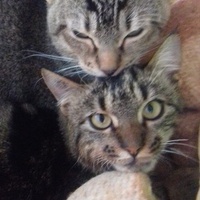 photo de livraison pour Les chats Port-Saint-Louisiens