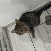 photo de livraison pour Chat Ami pour la Vie