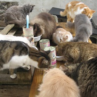 photo de livraison pour Jardin des Chats