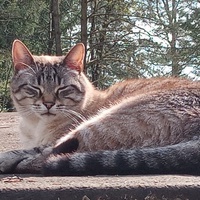 photo de livraison pour Chat de Gout'hier sans Toit