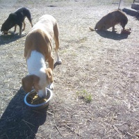 photo de livraison pour Serbian Society for the Protection of Animals - SSPA