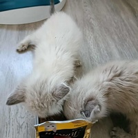 photo de livraison pour Les Pattes de l'Espoir 
