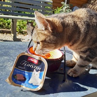 photo de livraison pour Chats errants du val du crenu