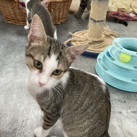 photo de livraison pour Association Des  Chats  De Hyeres