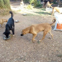 photo de livraison pour Help Adopt Moroccan Animals