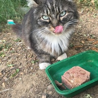 photo de livraison pour Félin Pour L’Hôte