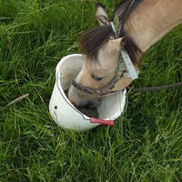 photo de livraison pour Les sabots dans l'herbe