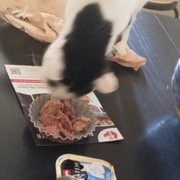 photo de livraison pour Cat Miaou