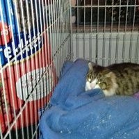 photo de livraison pour Les chats Port-Saint-Louisiens