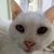 photo animal