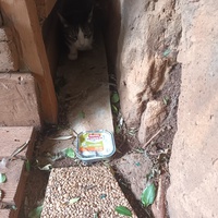 photo de livraison pour L'école du Chat d'Ollioules
