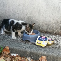 photo de livraison pour Chat L'Heureux Chat l'Ange et Cie