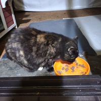 photo de livraison pour Chat de Gout'hier sans Toit