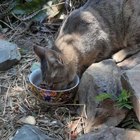 photo de livraison pour Chats cerbériens
