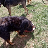 photo de livraison pour Silver Dog Srebrenica