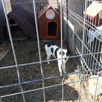 photo de livraison pour Animal Shields Oradea