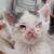 photo animal