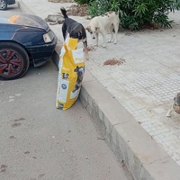 photo de livraison pour Comme Chiens et Chats Maroc