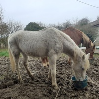 photo de livraison pour Mon Rêve en Calèche