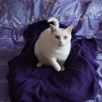 photo de livraison pour Ecole du Chat de Vernon