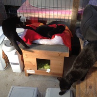 photo de livraison pour Association Des  Chats  De Hyeres