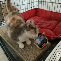 photo de livraison pour Association Les Anges de Gaïa