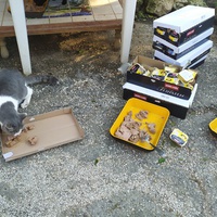 photo de livraison pour ANIMAL ATTITUDE
