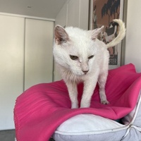 photo de livraison pour SADF (Sauvetage des animaux domestiques de France)