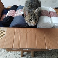 photo de livraison pour Chez Minou