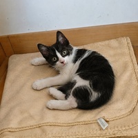 photo de livraison pour Les Chats de la Rue