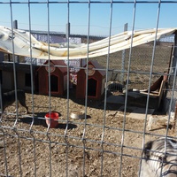 photo de livraison pour Animal Shields Oradea