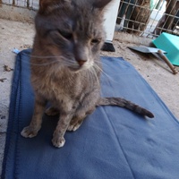 photo de livraison pour Amicale Chats