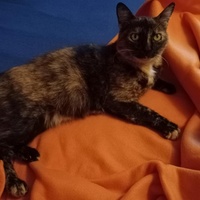 photo de livraison pour Cosette