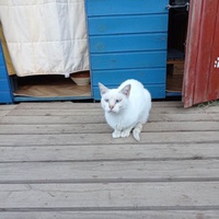 photo de livraison pour Association Des  Chats  De Hyeres