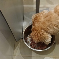 photo de livraison pour Cœur Animal