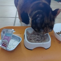 photo de livraison pour Les Chats libres de Fleurance