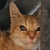 photo animal
