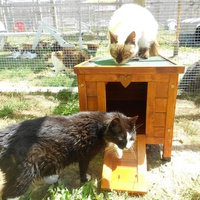 photo de livraison pour Ecole du Chat de Lanvaux