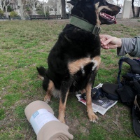 photo de livraison pour Help Doggy
